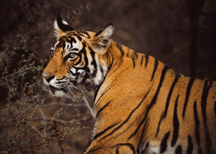 Information About Ranthambore National Park