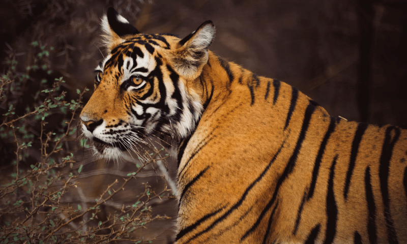 Information About Ranthambore National Park